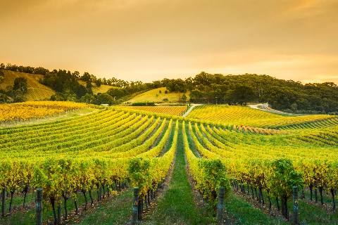 Domaine du Loup des Vignes